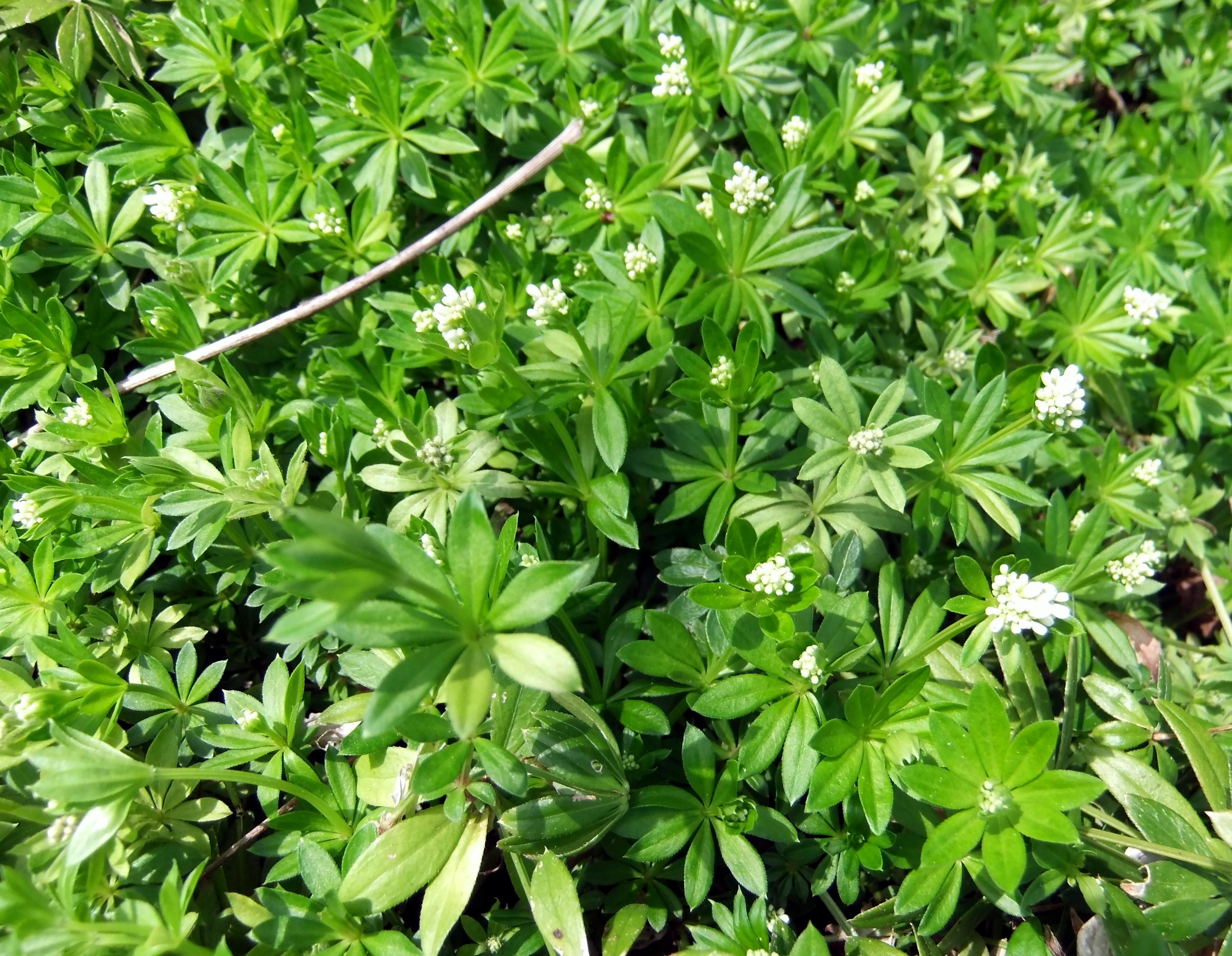 Maikraut