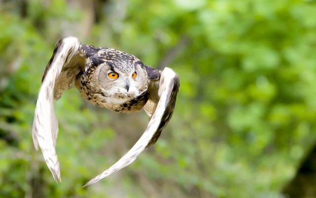 Ein Uhu im Flug. | Foto: Georg Rinneberg