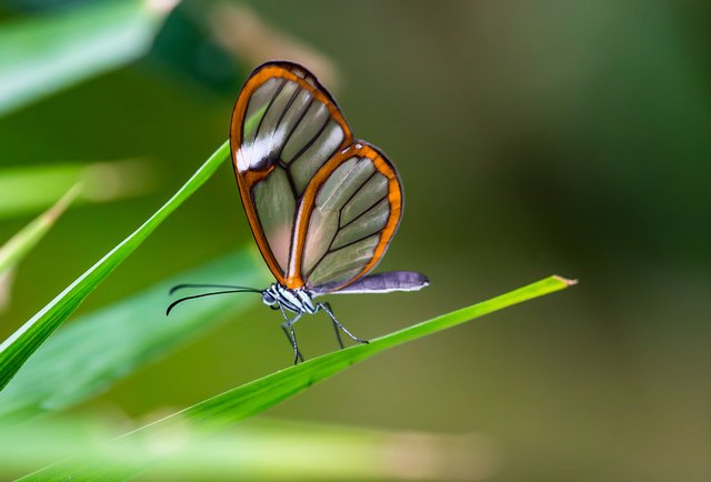 Ein Fensterschmetterling ziert das Titelblatt des von Georg Rinneberg selbst erstellten SMIDO-Kundenkalenders 2014. | Foto: Georg Rinneberg