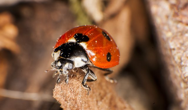 Foto: Georg Rinneberg