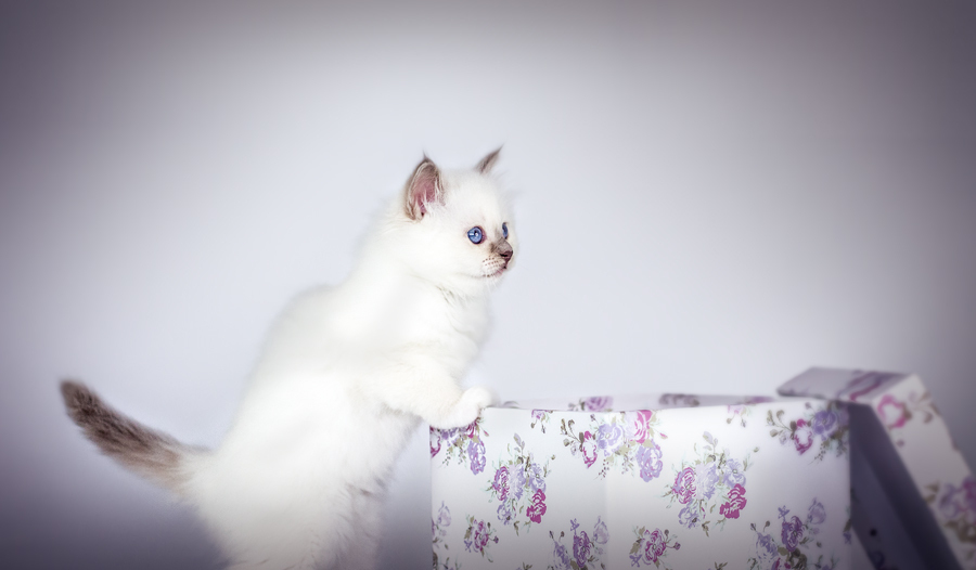 Shooting 2014
Auftragsarbeit
http://benkuepper.wix.com/kk-photography