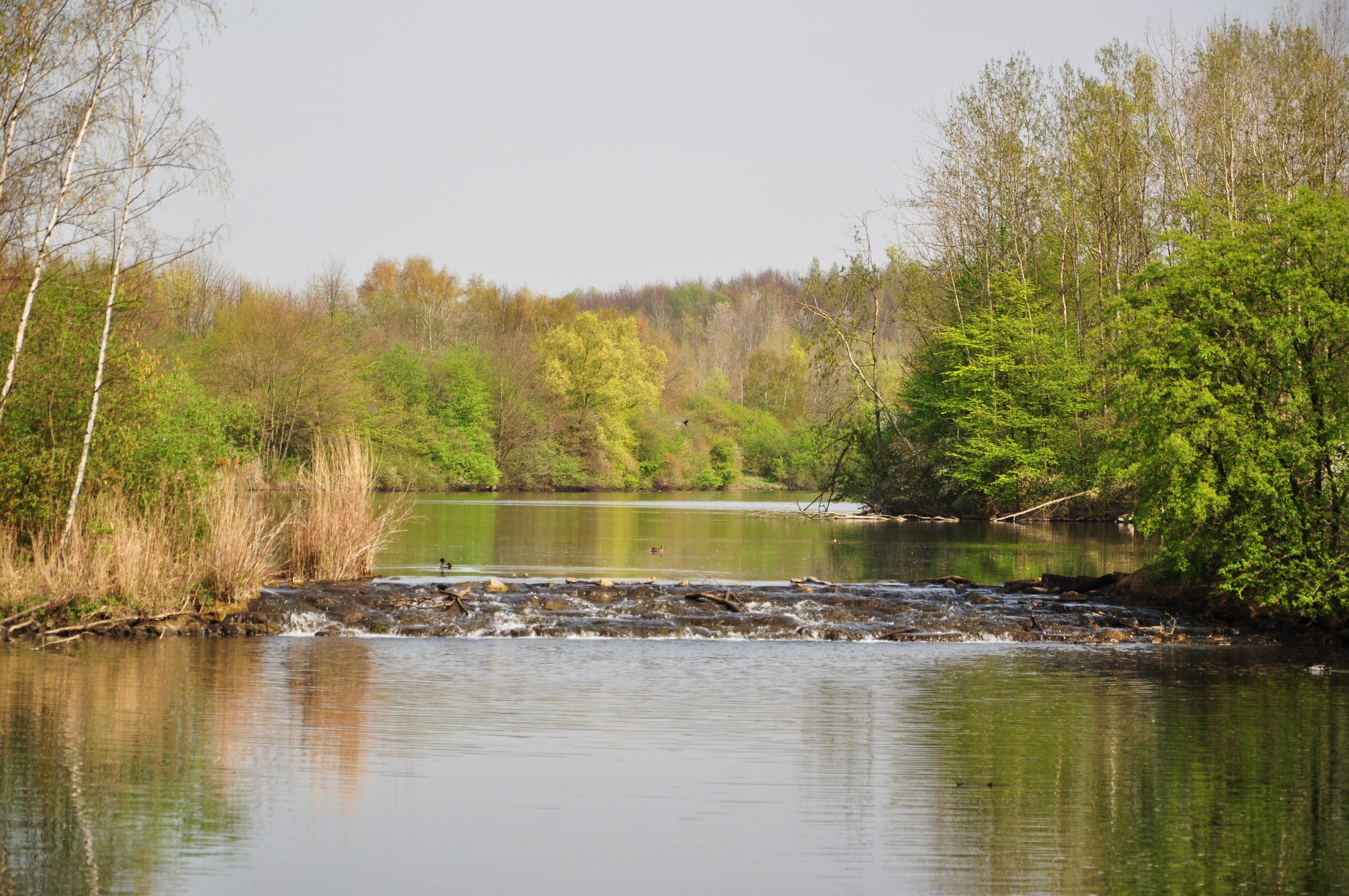 Harpener Teiche - 03.04.2014