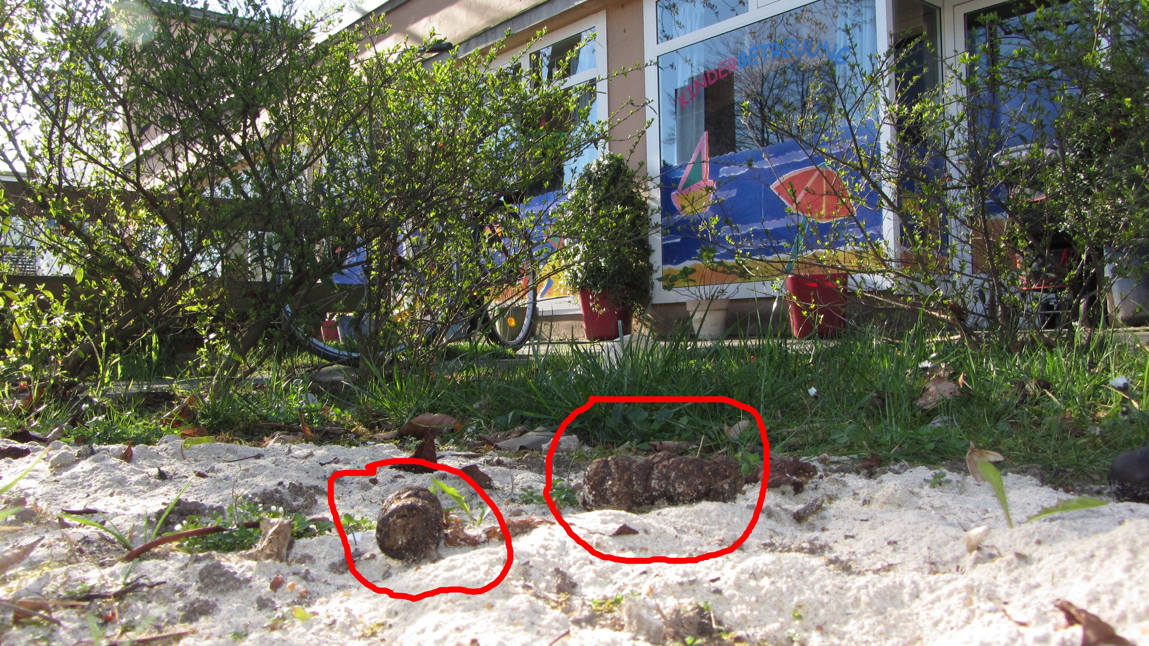 Riesen- Scheißhaufen im Sandkansten vor dem Kindergarten !!!!