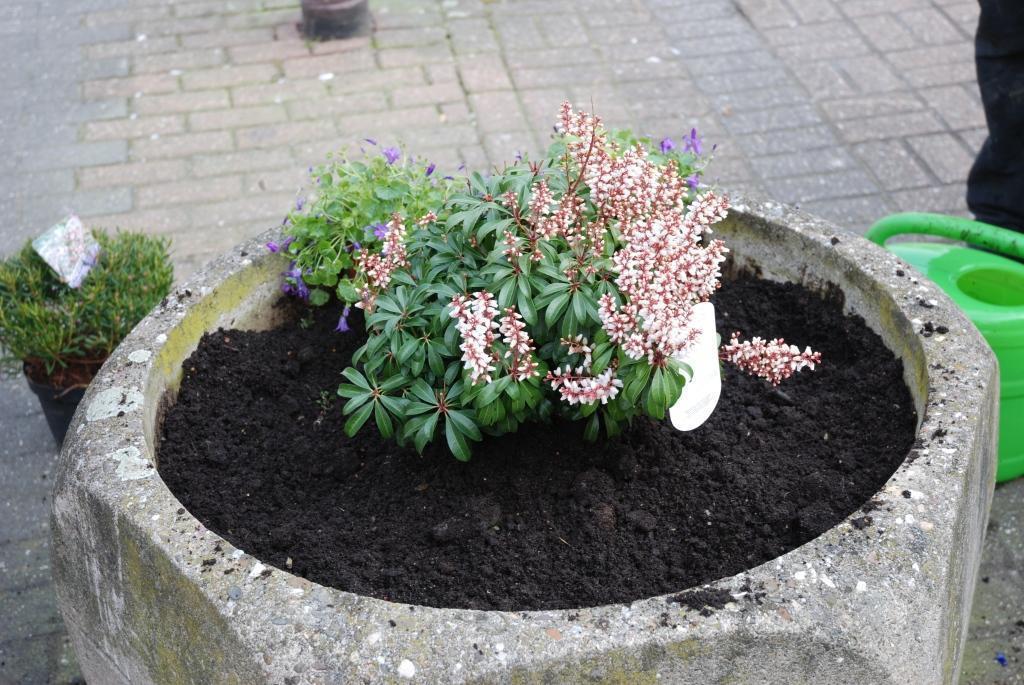 Bereits im letzten Jahr bepflanzten die Sozialdemokraten die Beete und Kübel der Gemeinde und wünschten so frohe Ostern.