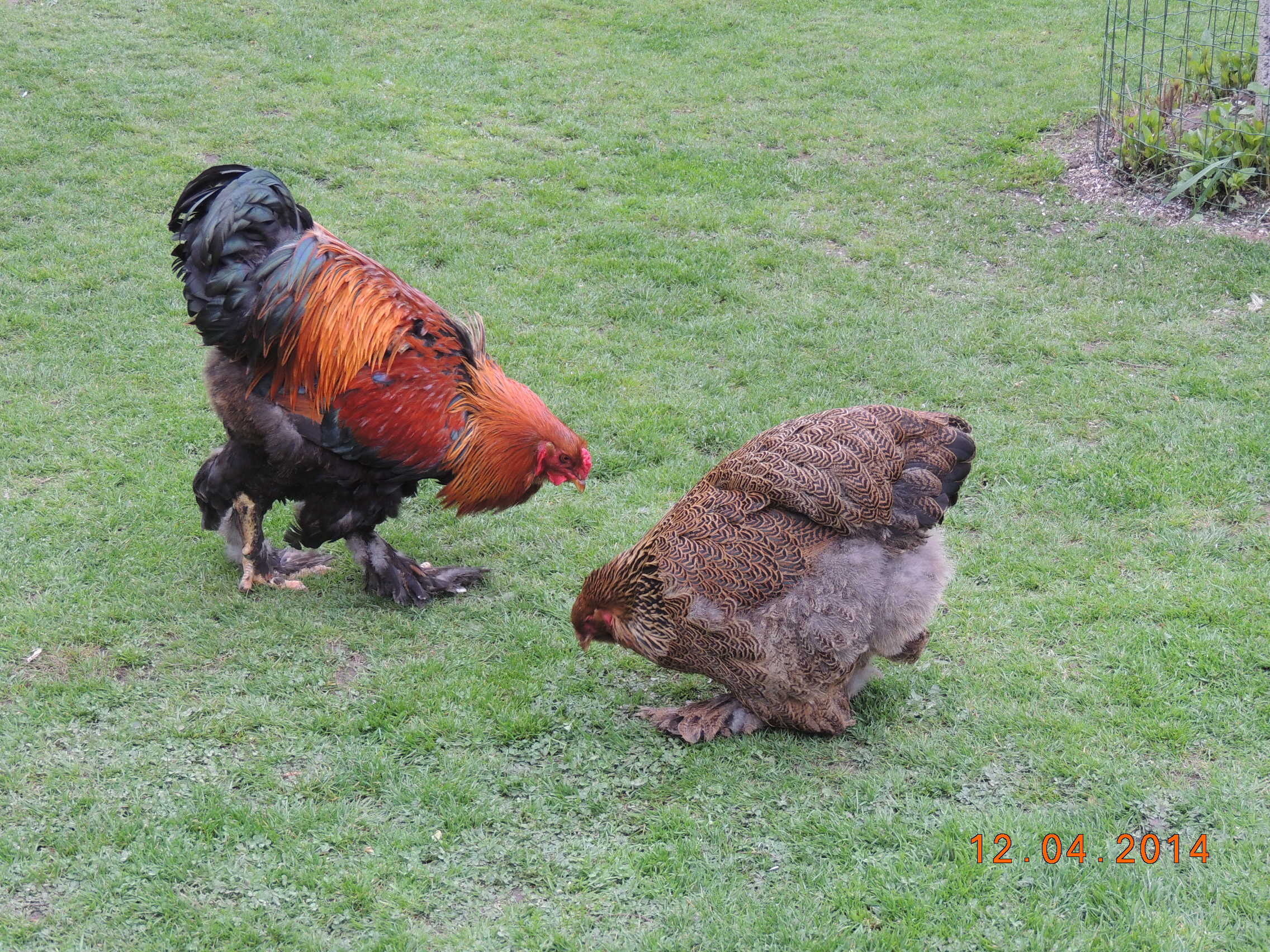 Paula leg mal schnell ein Ei, sonst ist Ostern schon vorbei . . .