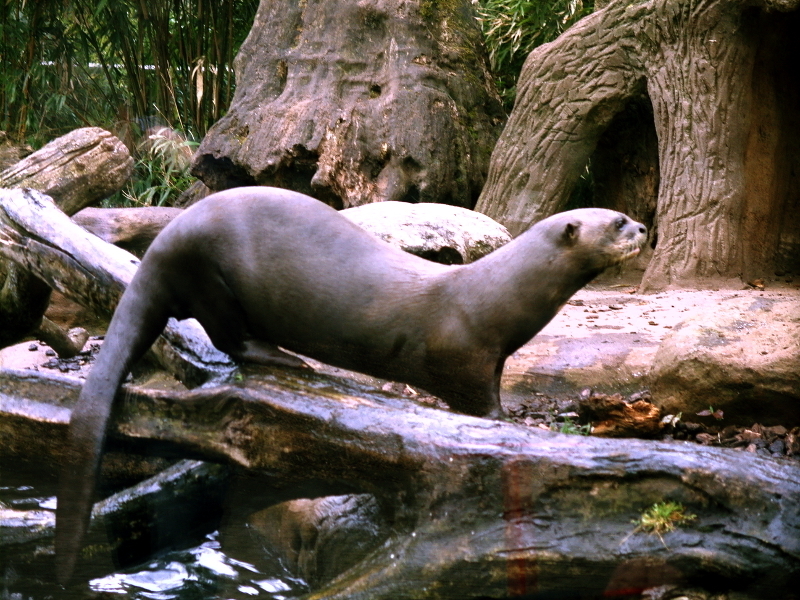 Riesenotter (Pteronura brasiliensis)