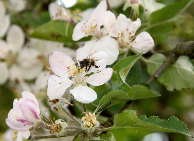 Biene bei der Arbeit ....