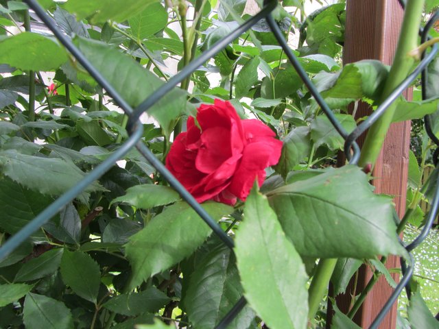 Diese Rose hat keine Grenzen im Kopf.