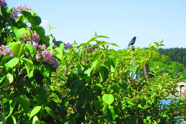 es grünt so grün... am Möhnesee...
