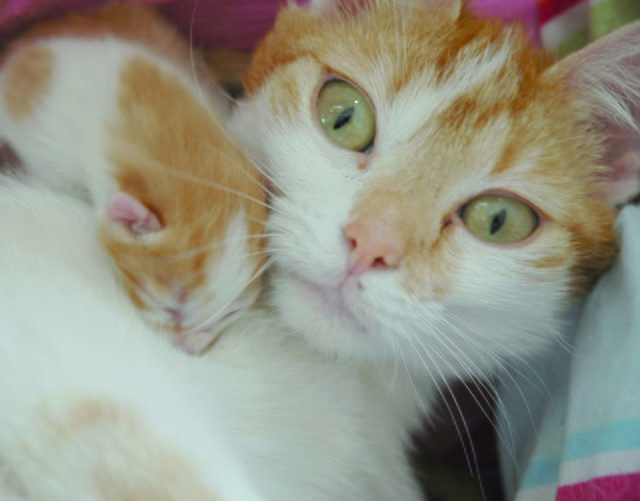 Bruni, Katzenschönheit aus Marl, hat Nachwuchs.
