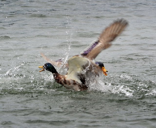 14. Day of Dragons im Dattelner Hafenbecken. Foto: Krusebild