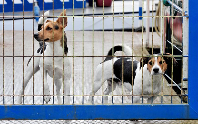 14. Day of Dragons im Dattelner Hafenbecken. Foto: Krusebild