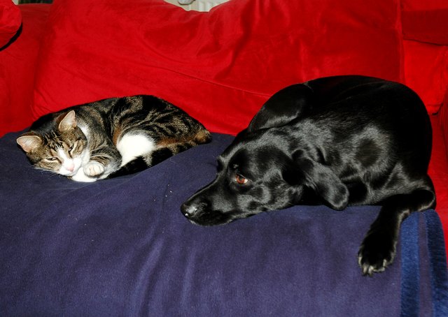 Mehr als nur eine friedliche Koexistenz: Kater Max und Connor, der Hund.