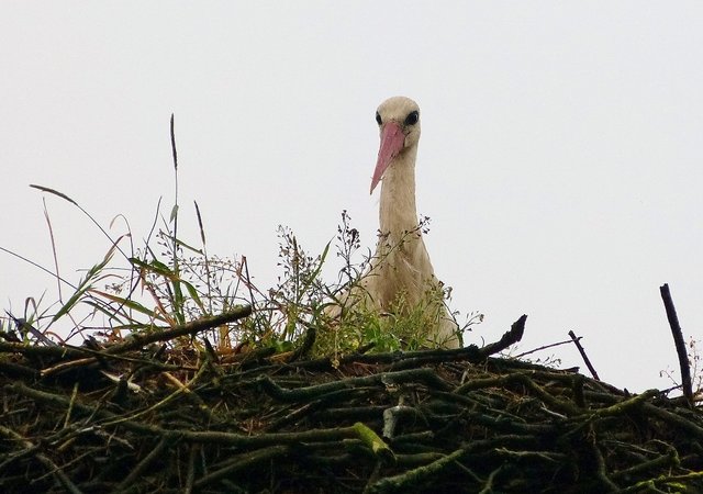 ein Weißstorch schaut in Polen über den Nestrand, wir werden in Wesel sicher auch über die geplante vogelkundliche Wanderung in den Rieselfeldern Münster sprechen