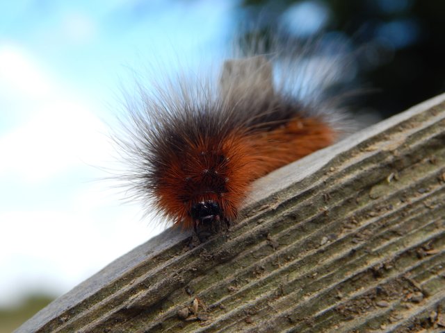 Brauner Bär (Arctia caja)