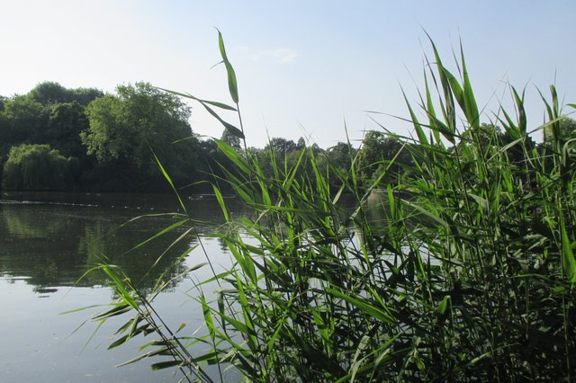 Kurz davor... sah es einige Meter entfernt im schönen Wittringen noch SO aus... vor der Lesung und vor dem UNWETTER!
