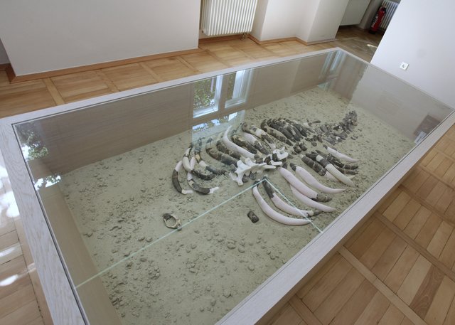 Die Überreste einer vor 30 Millionen Jahren in der Nähe des Heidesees verendeten Seekuh.