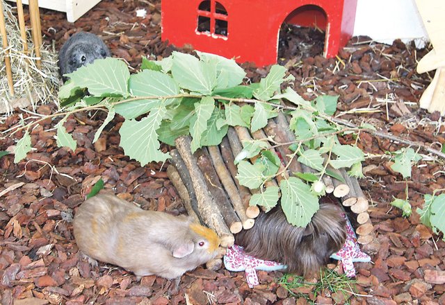 Selbstgebaute Holzhäuschen, Bettchen und viel frisches Grün sorgen im großen Außengehege für Wohlbehagen bei den Meerschweinchen.