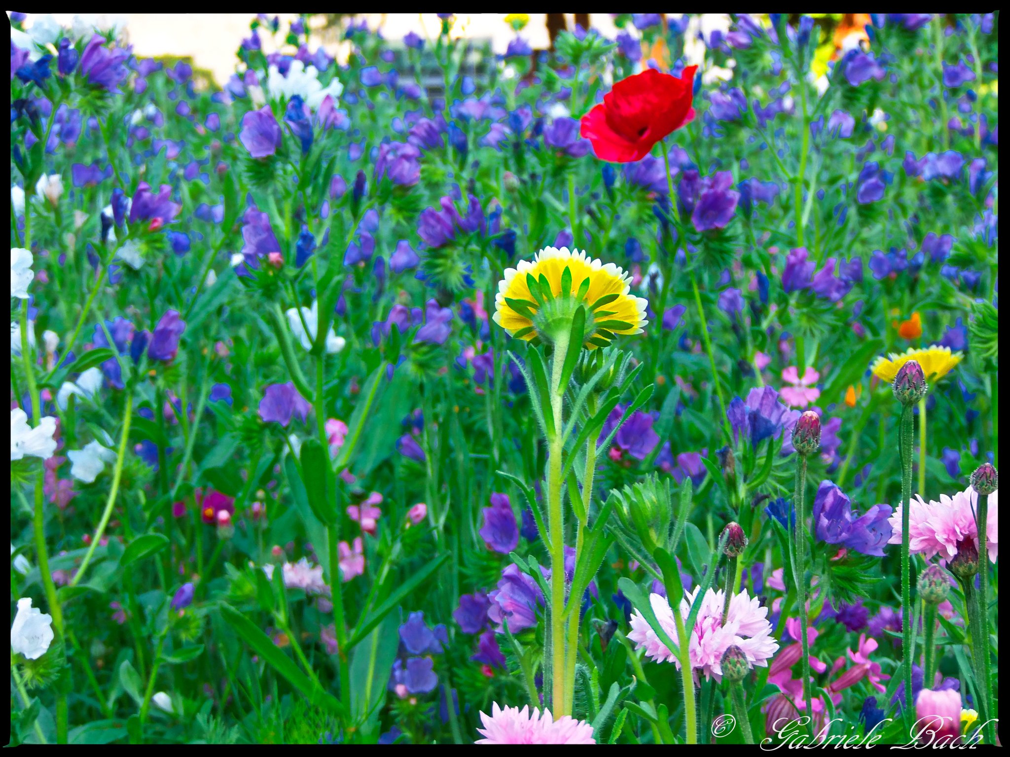 Get Blumen am wegesrand gedicht Free HD Blumen Am Wegesrand Gedicht