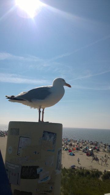 Norddeicher Möwe im Sonnenschein