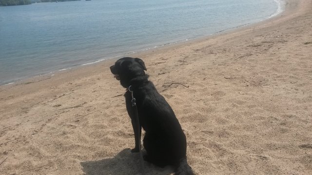Lex geniesst den Strand in Holland/Bijland