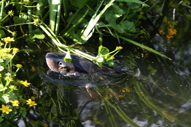 Muss mal etwas Sonnenbaden!