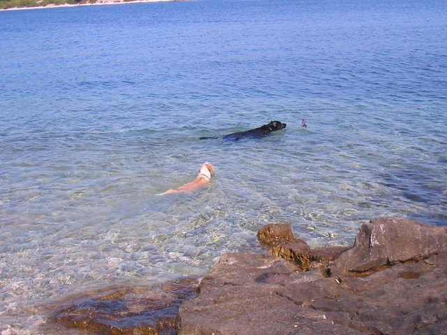 Hundeschwimmen in Lumbarda, Insel Korčula, Kroatien