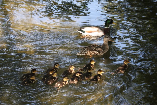 Entenfamilie auf der Hönne in Menden