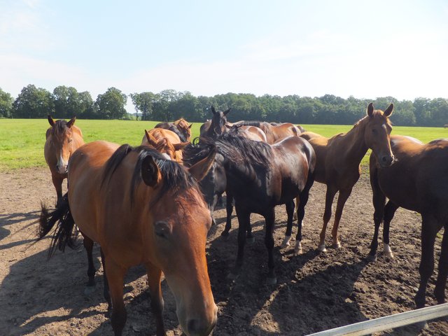 durch Felder und Wälder