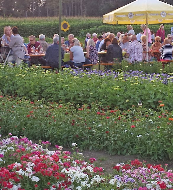 Musik im Blumenfeld: Eindrücke vom fünften „SummerSpecial“ der Stadt Olfen am Hof Tenkhoff. Foto: Werner Zempelin