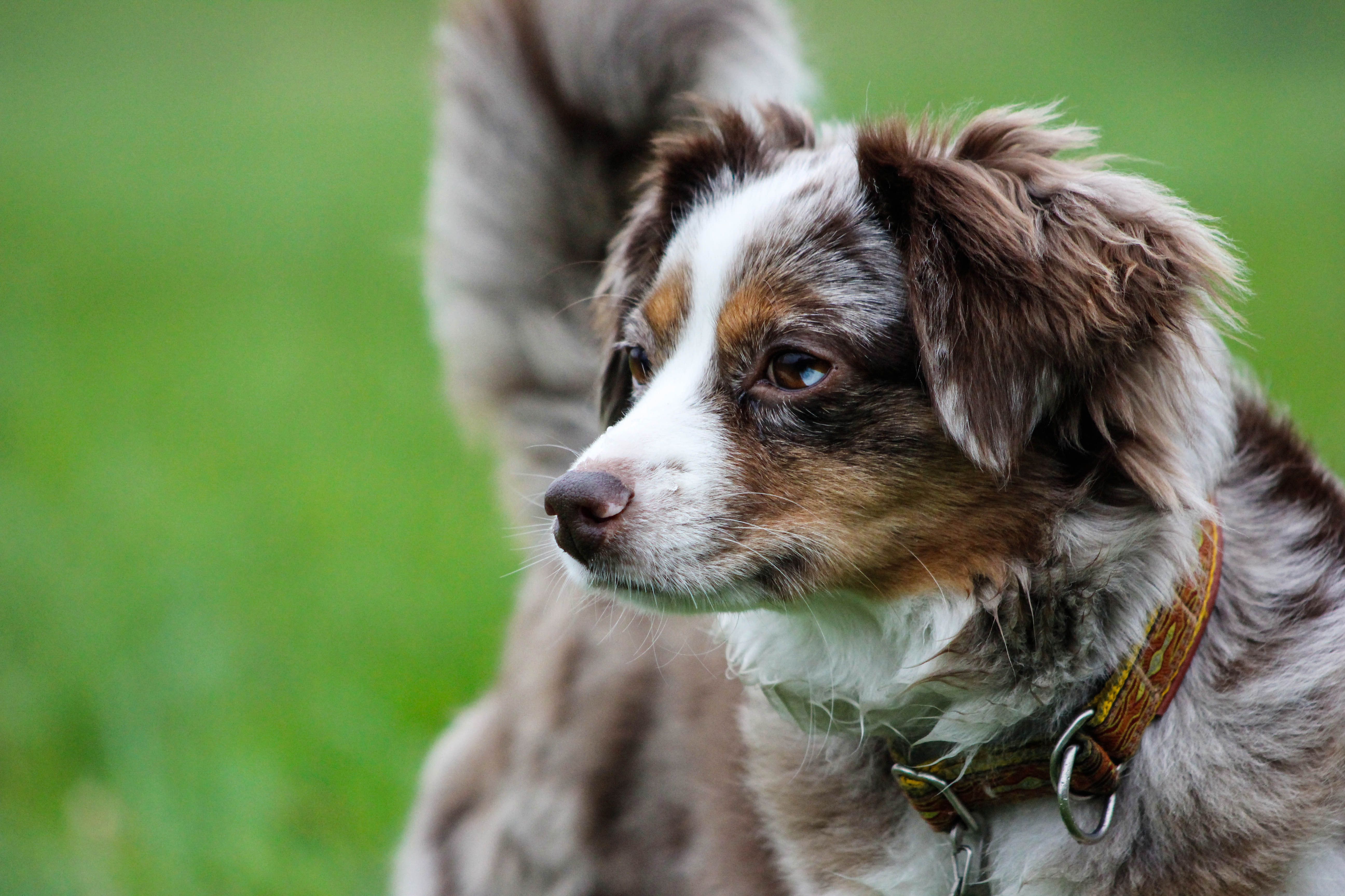 Von ihrer hübschen Trudi (Mini-Australian-Shepherd) und anderen Hunden hat BürgerReporterin Vroni Piel aus Marl viele tolle Fotos auf Lokalkompass veröffentlicht.