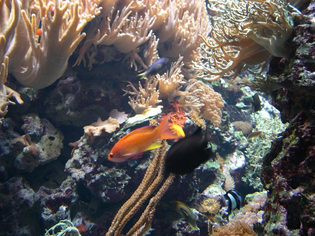 Es muss nicht immer nur "am Wasser" sein. Auch unter Wasser gibt es schöne Motive.