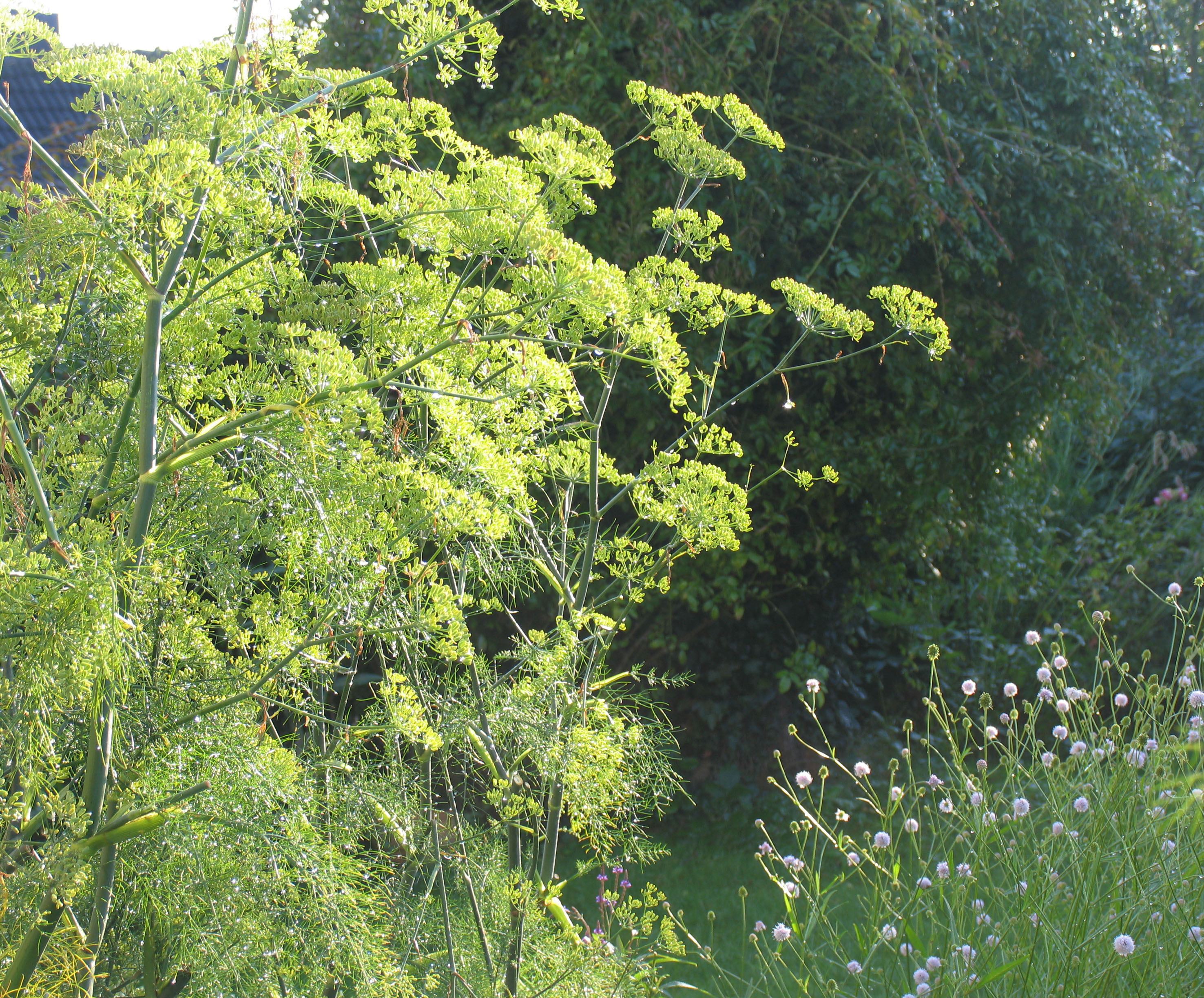 Fenchel wird gut und gerne zwei Meter hoch, setzt also Akzente im Staudenbeet. Rechts im Bild die hell-lila Blütenkugeln des Sumpfabbiss (Succisella inflexa).