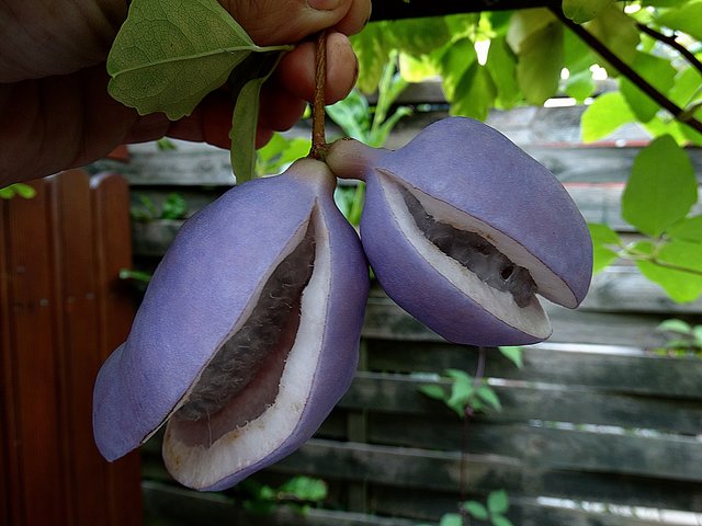 Blaugurke Rezept - Blaugurke – Wikipedia