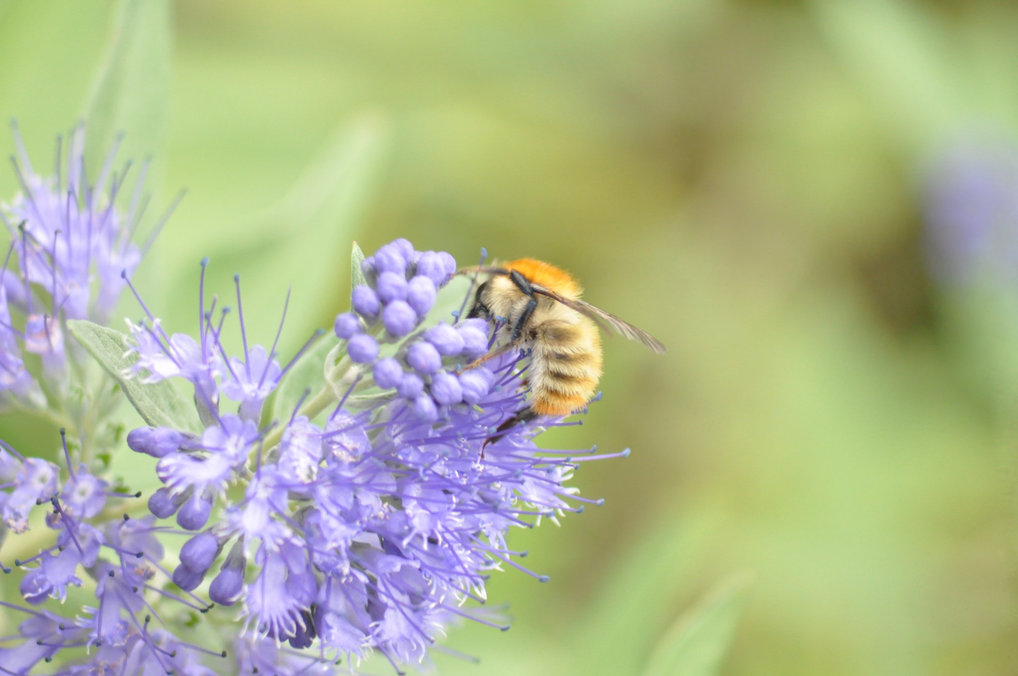 Die Bienen im sind fleißig. Düsseldorf
