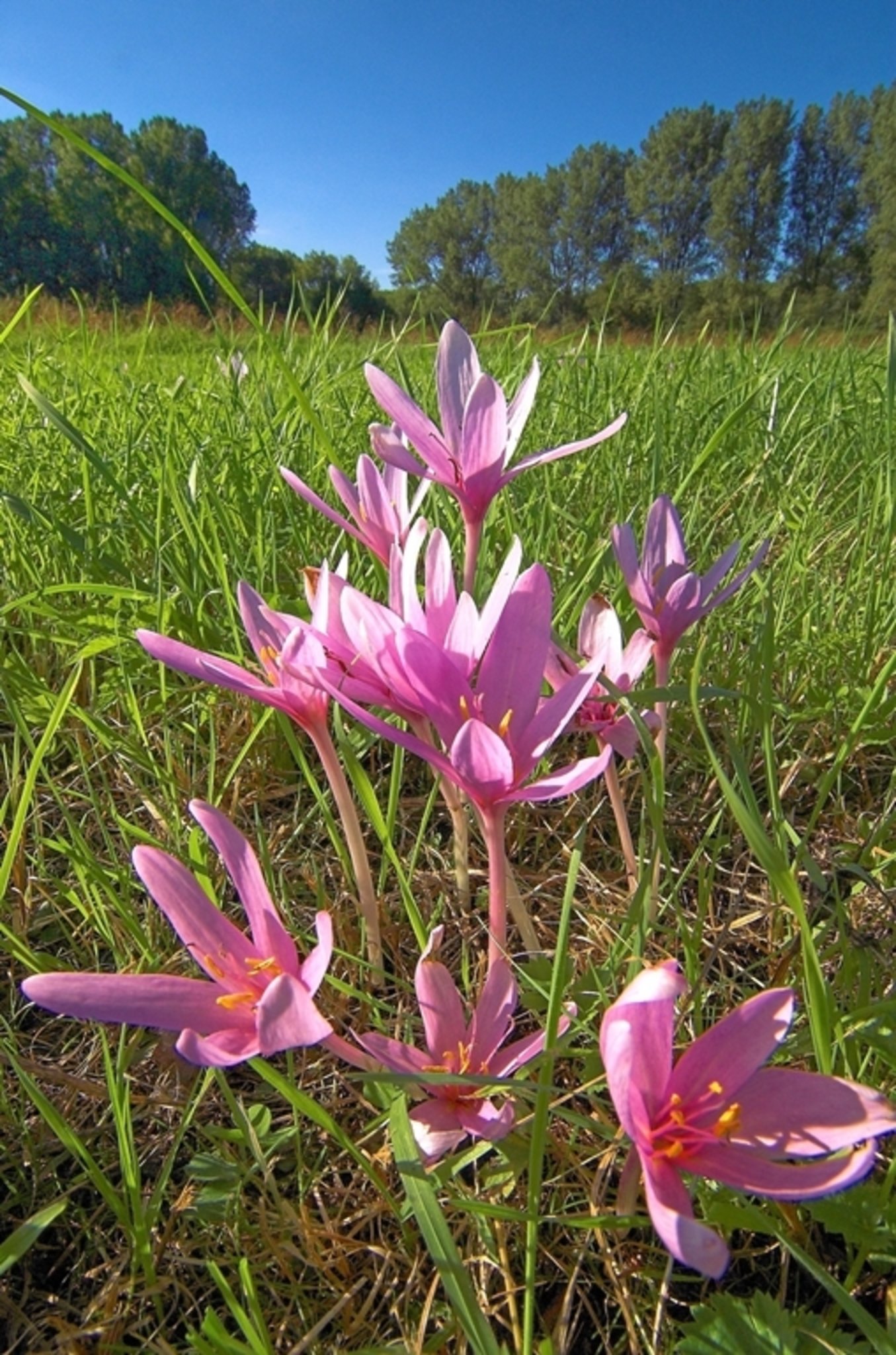 Die Herbstzeitlose Wird Gesucht Steckbrief Wunderschon Aber Leider Giftig Witten