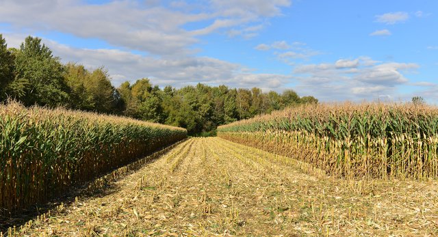 Maisernte in Recklinghausen. Foto:Krusebild