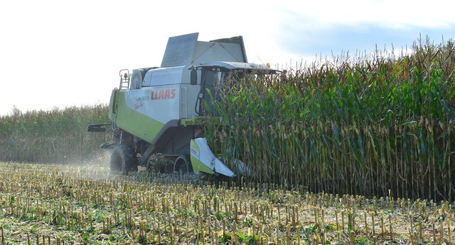 Maisernte in Recklinghausen. Foto:Krusebild
