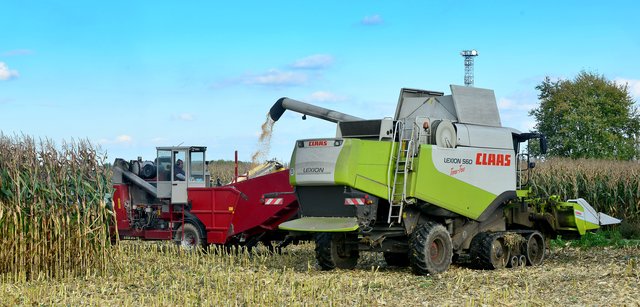 Maisernte in Recklinghausen. Foto:Krusebild