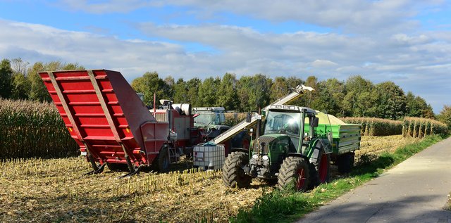 Maisernte in Recklinghausen. Foto:Krusebild