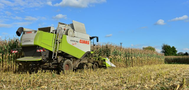 Maisernte in Recklinghausen. Foto:Krusebild