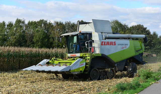 Maisernte in Recklinghausen. Foto:Krusebild