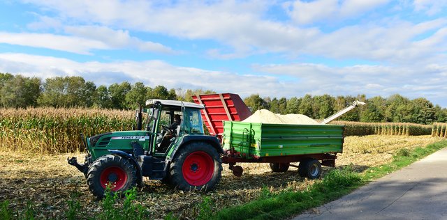 Maisernte in Recklinghausen. Foto:Krusebild