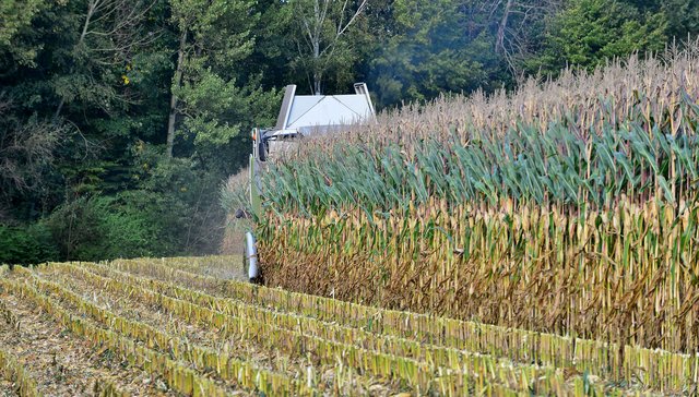 Maisernte in Recklinghausen. Foto:Krusebild