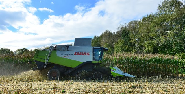 Maisernte in Recklinghausen. Foto:Krusebild