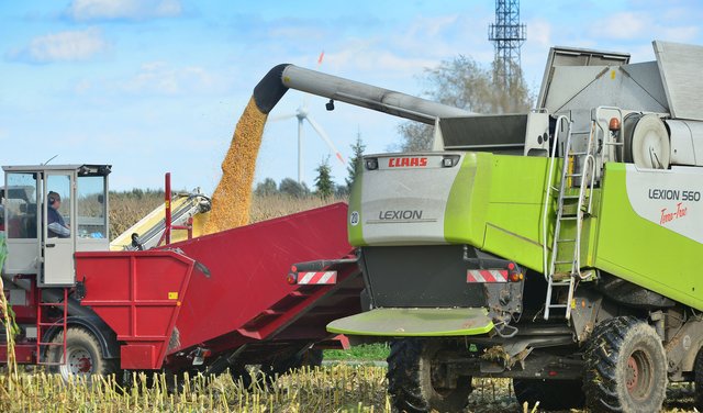 Maisernte in Recklinghausen. Foto:Krusebild