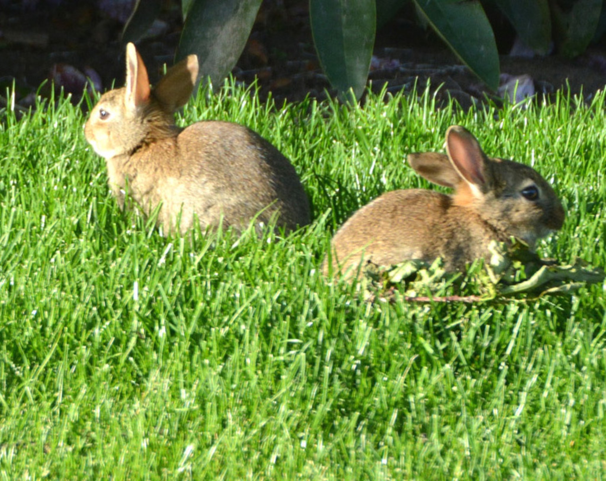 Myxomatose breitet sich weiter aus! Gelsenkirchen