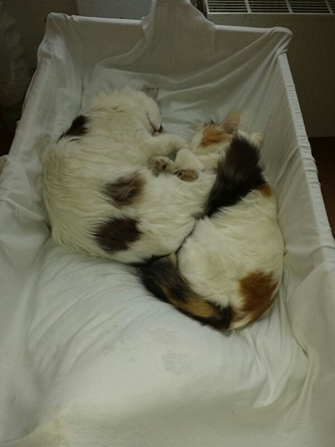 Zwei Katzengeschwister in der babywiege 
Ist das nicht süssssss