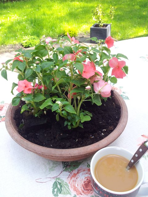 Blumen und Käffchen :-)