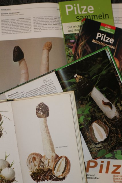Pilze sammeln und bestimmen(2)